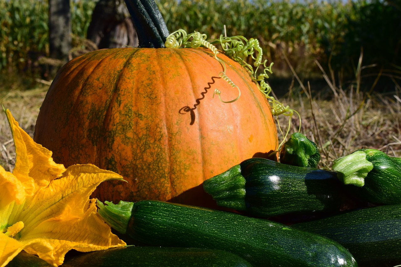 pumpkin close autumn free photo