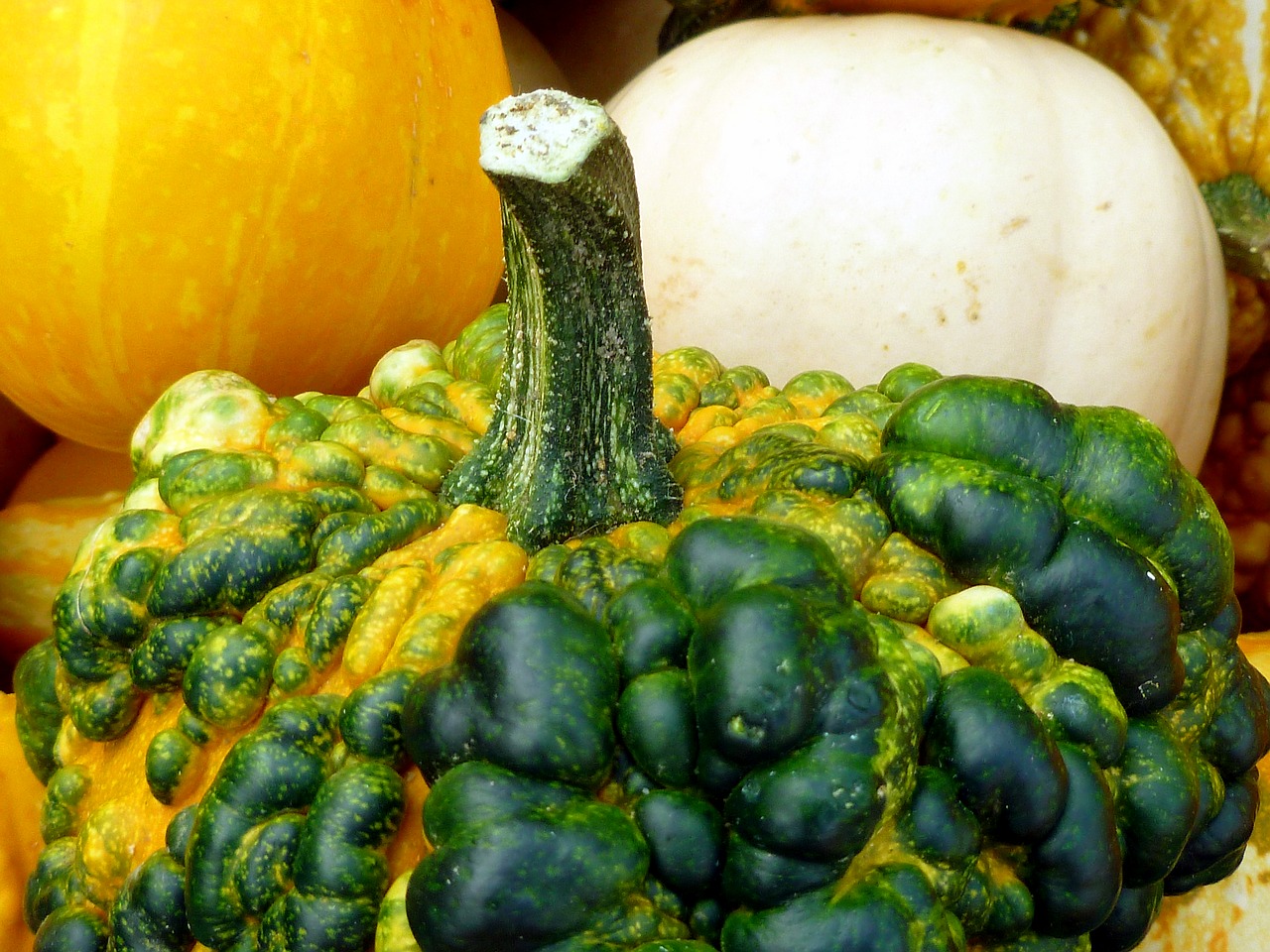 pumpkin plant vegetables free photo