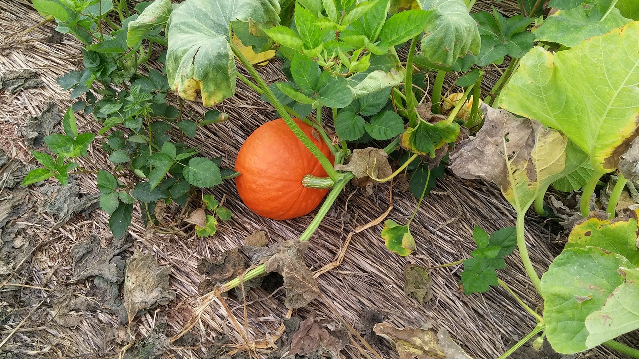 pumpkin fall pumpkin patch free photo