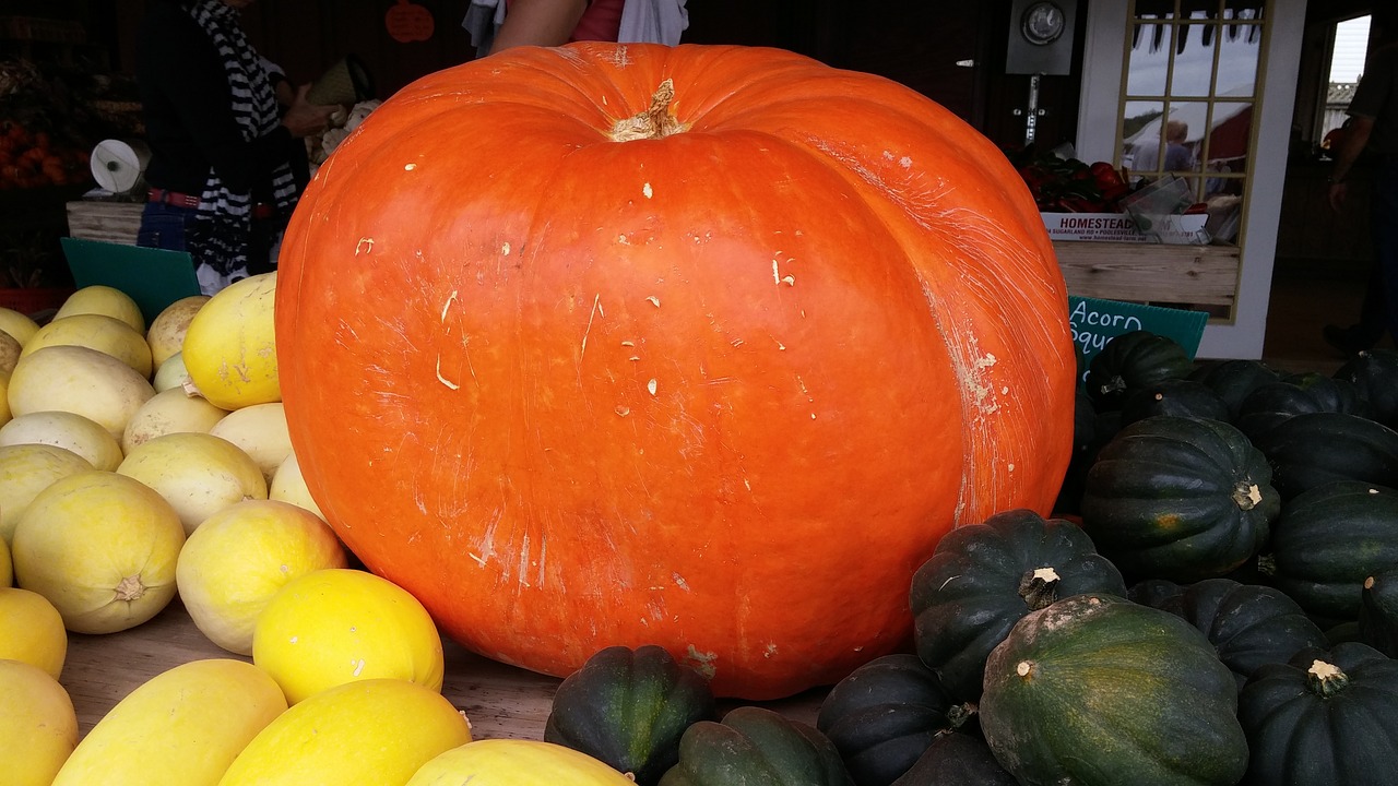 pumpkin orange big free photo