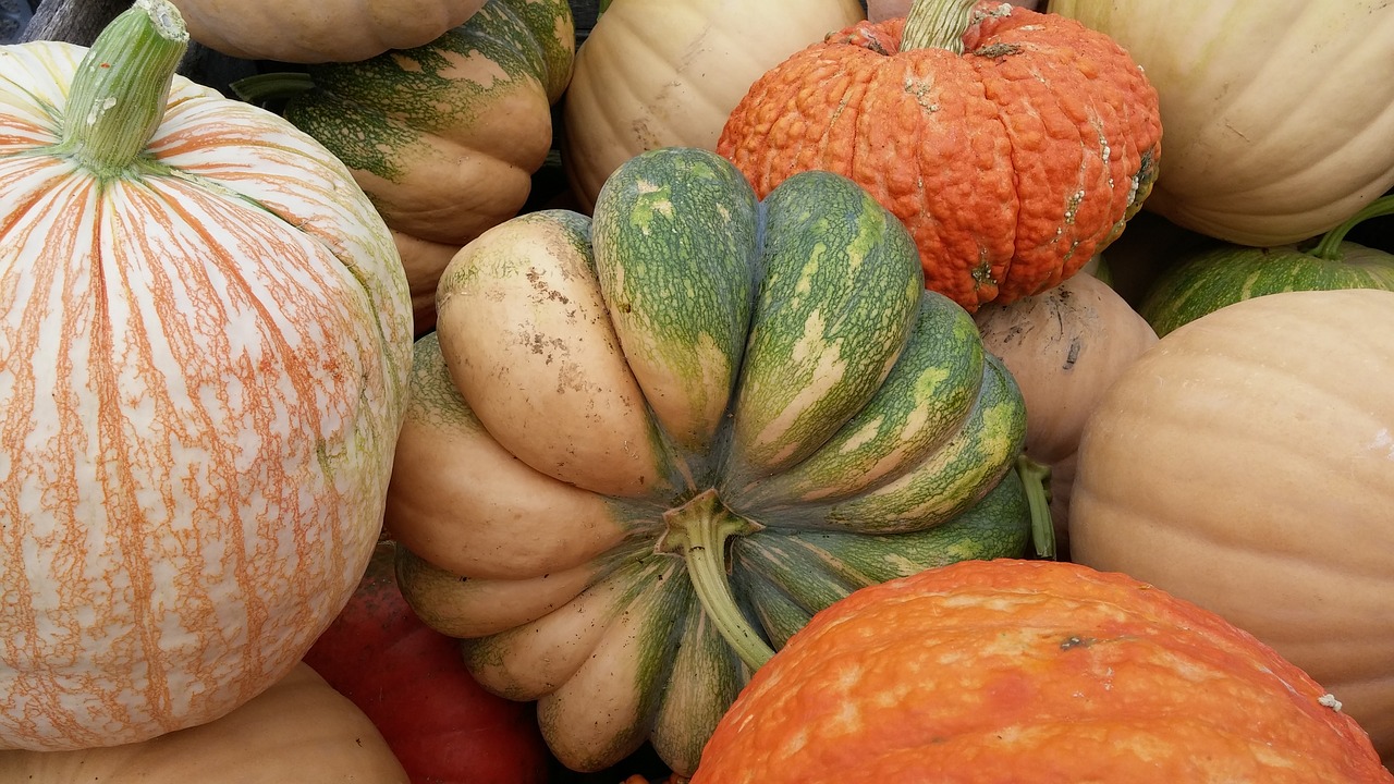 pumpkin orange big free photo