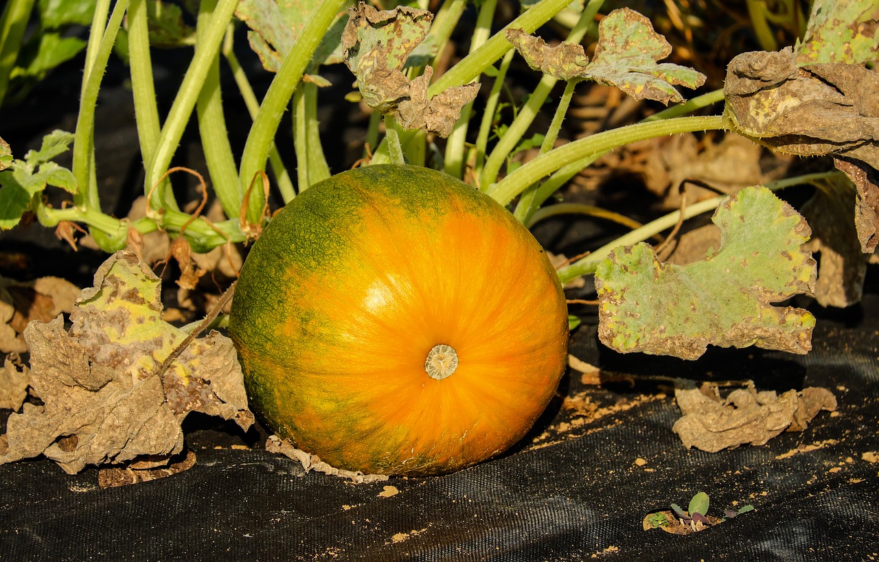 pumpkin vegetables orange green free photo