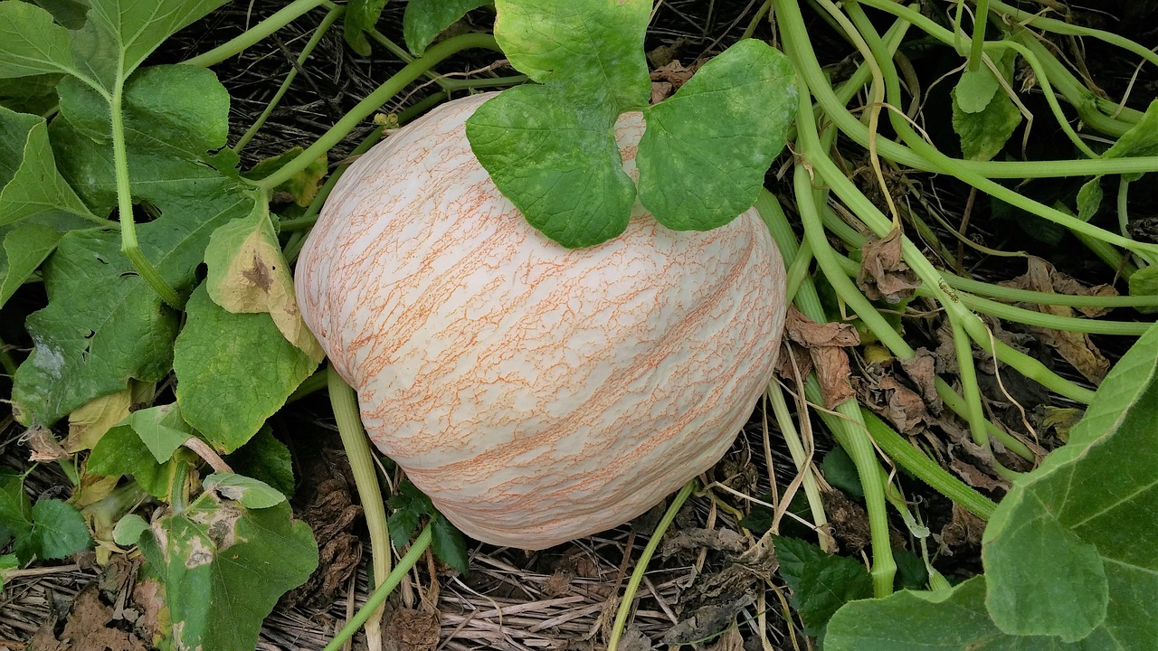 pumpkin white nature free photo