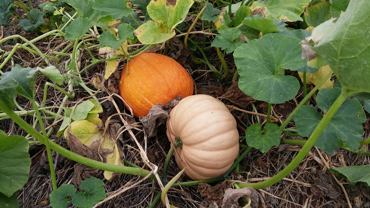 pumpkin patch autumn free photo