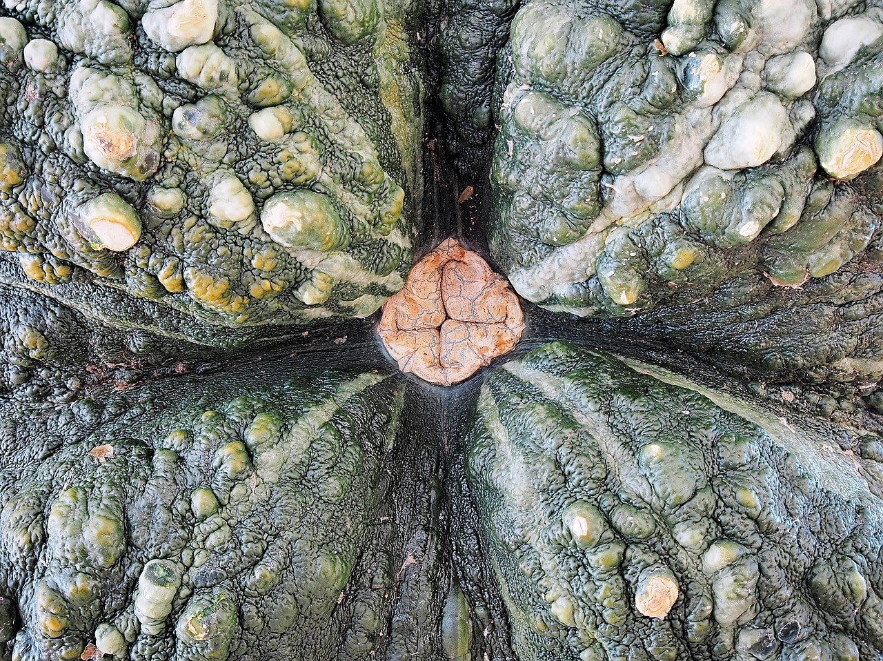 pumpkin squash marina di chioggia free photo