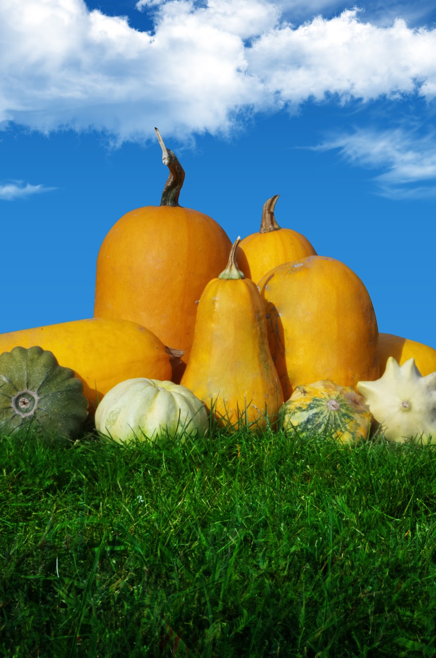 pumpkin autumn orange free photo