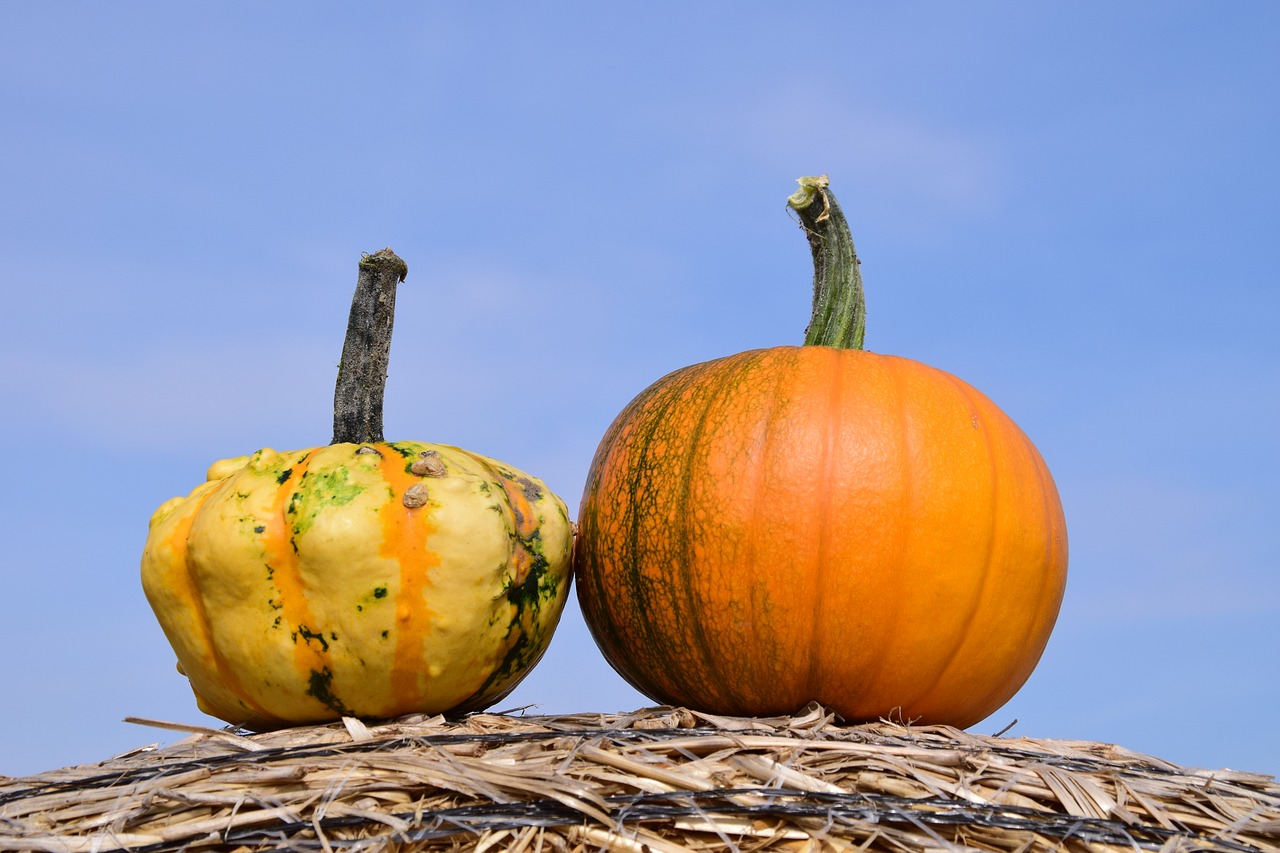 pumpkin sky autumn free photo