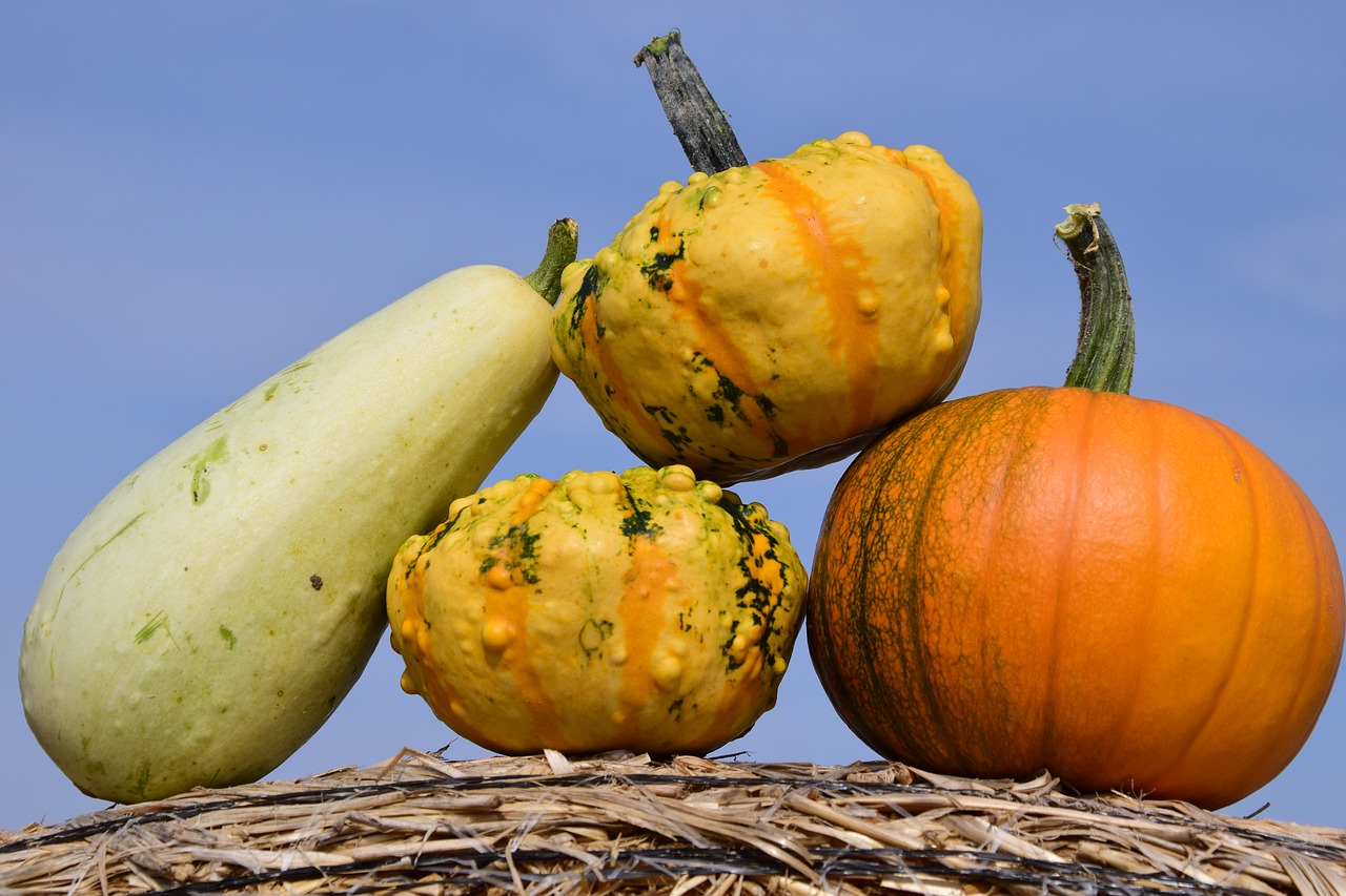 pumpkin sky autumn free photo