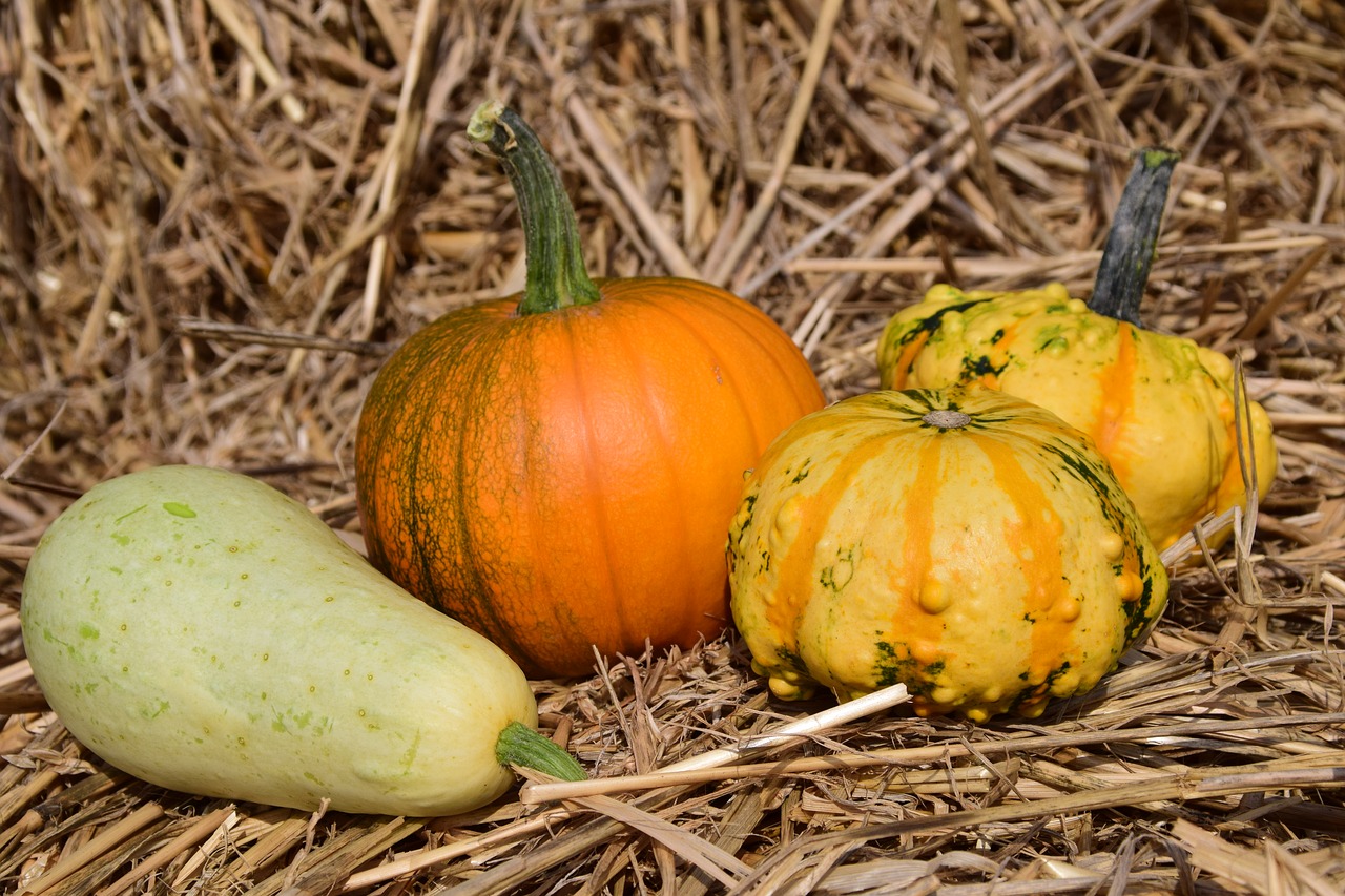 pumpkin straw autumn free photo