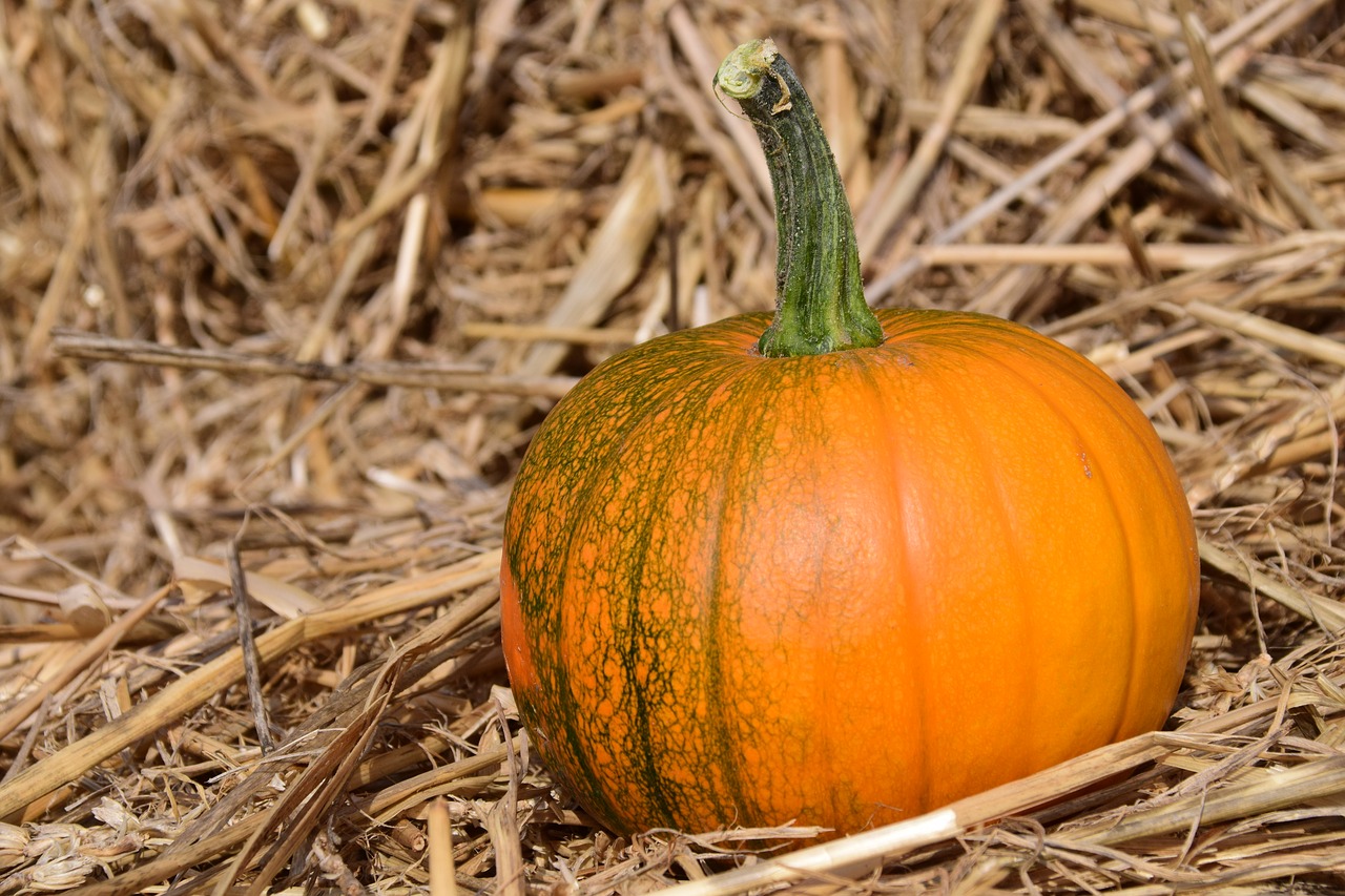 pumpkin straw autumn free photo