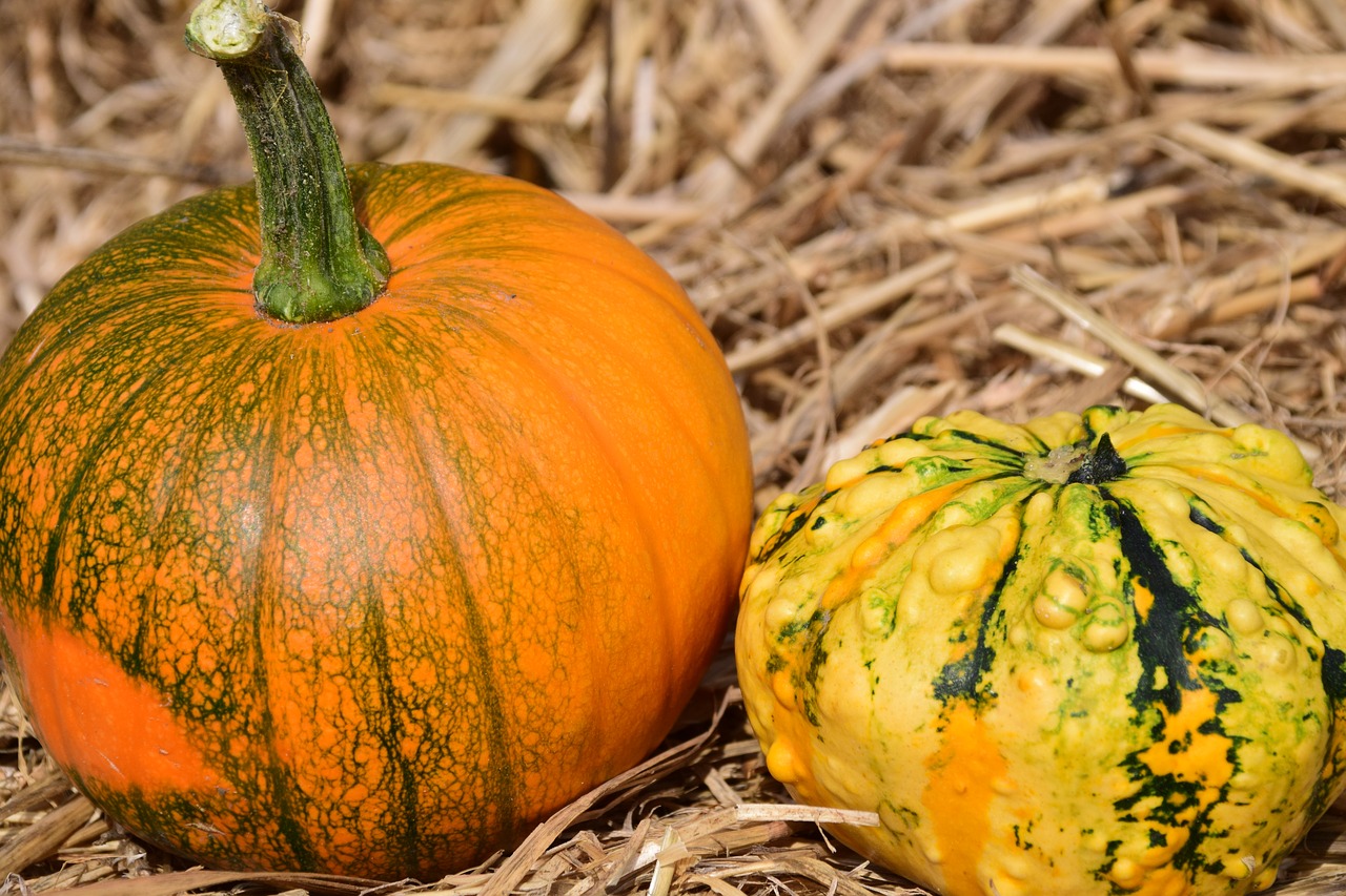 pumpkin straw autumn free photo