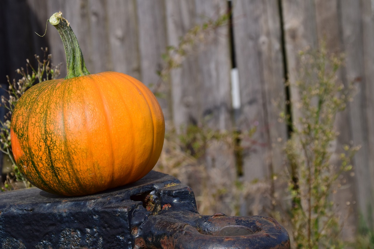 pumpkin trailers wooden wall free photo