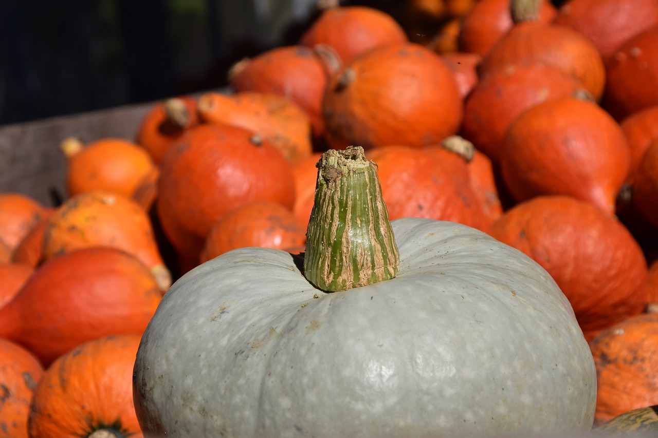 pumpkin hokkaido vegetables free photo