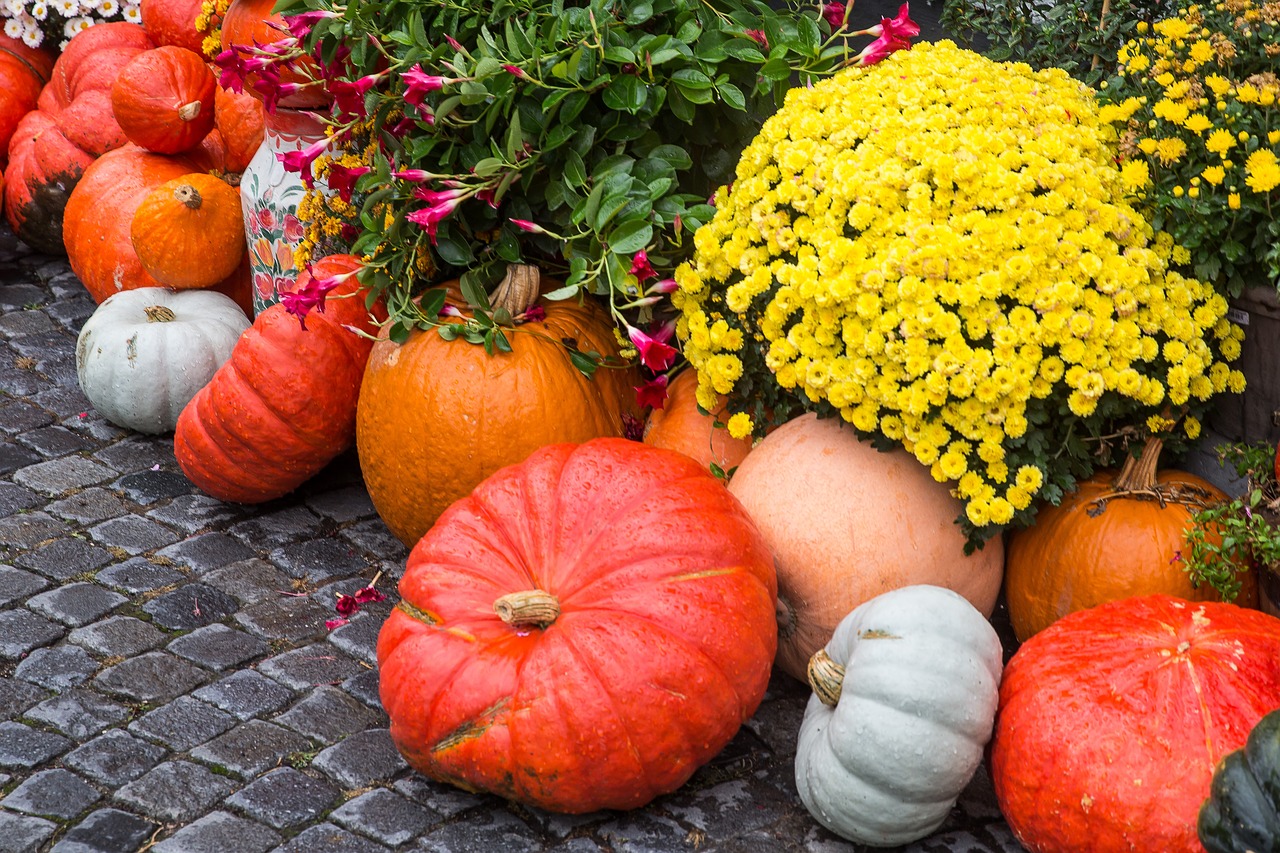 pumpkin squash thanksgiving free photo