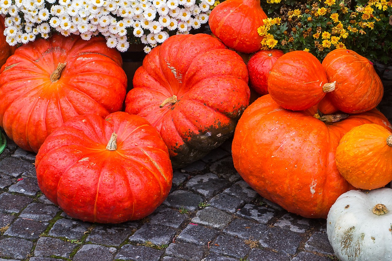 pumpkin squash thanksgiving free photo