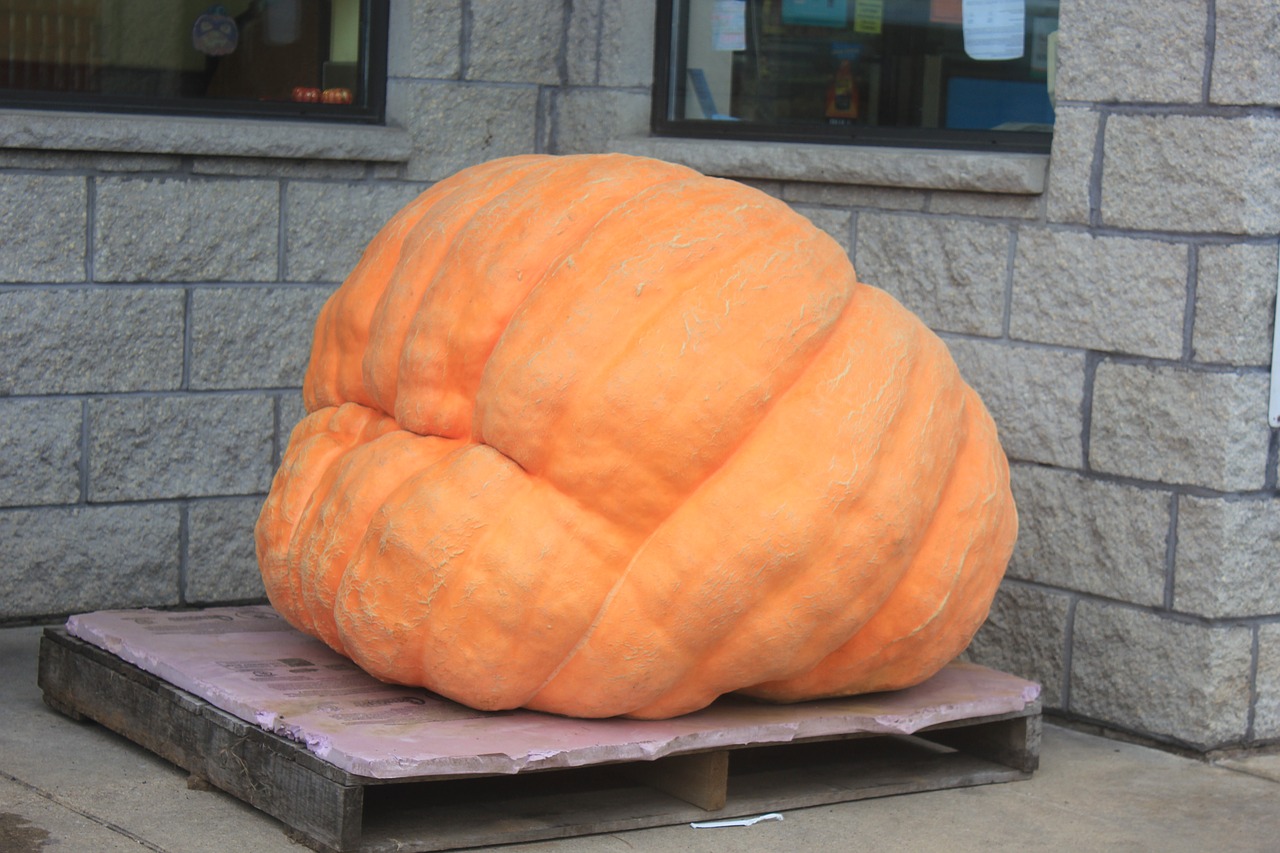 pumpkin giant pumpkin massive free photo