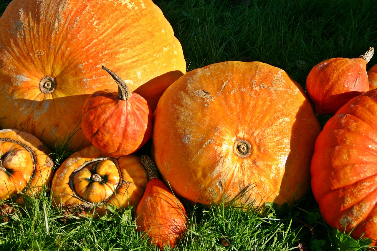 pumpkin orange autumn free photo