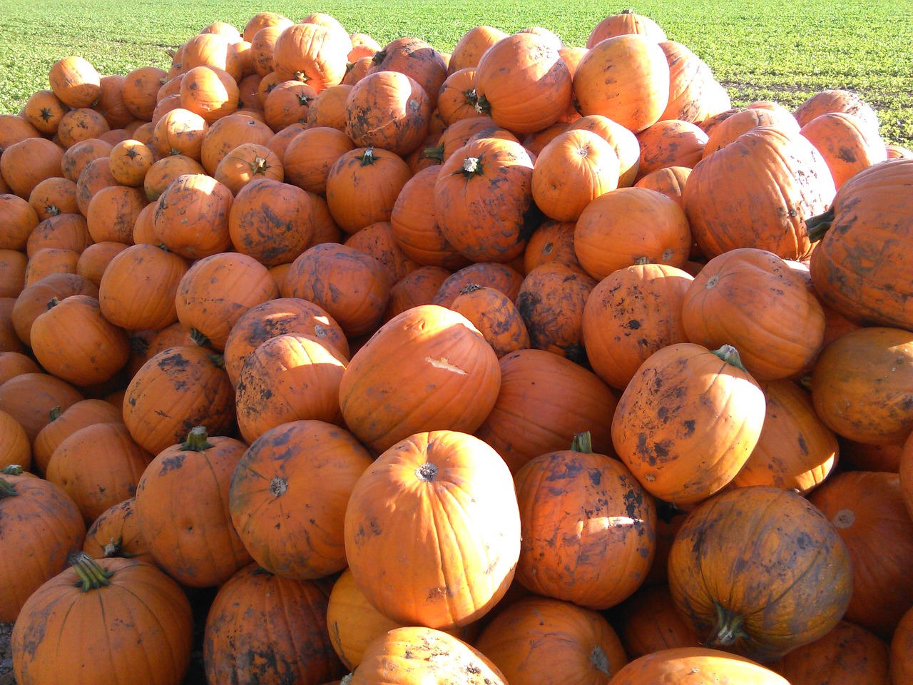 pumpkin autumn autumn decoration free photo