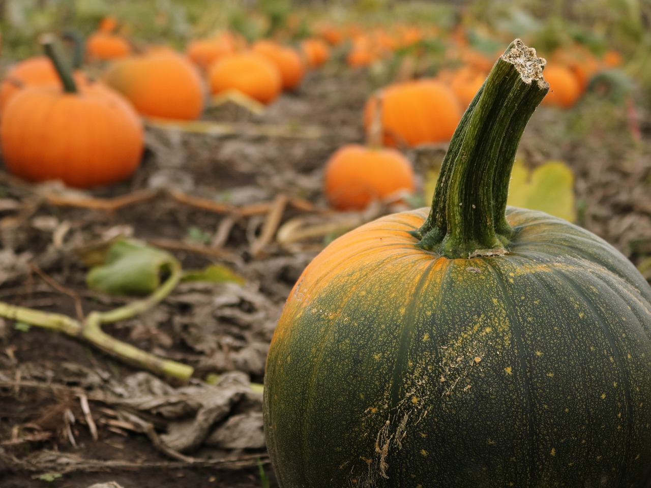 pumpkin farm fall free photo