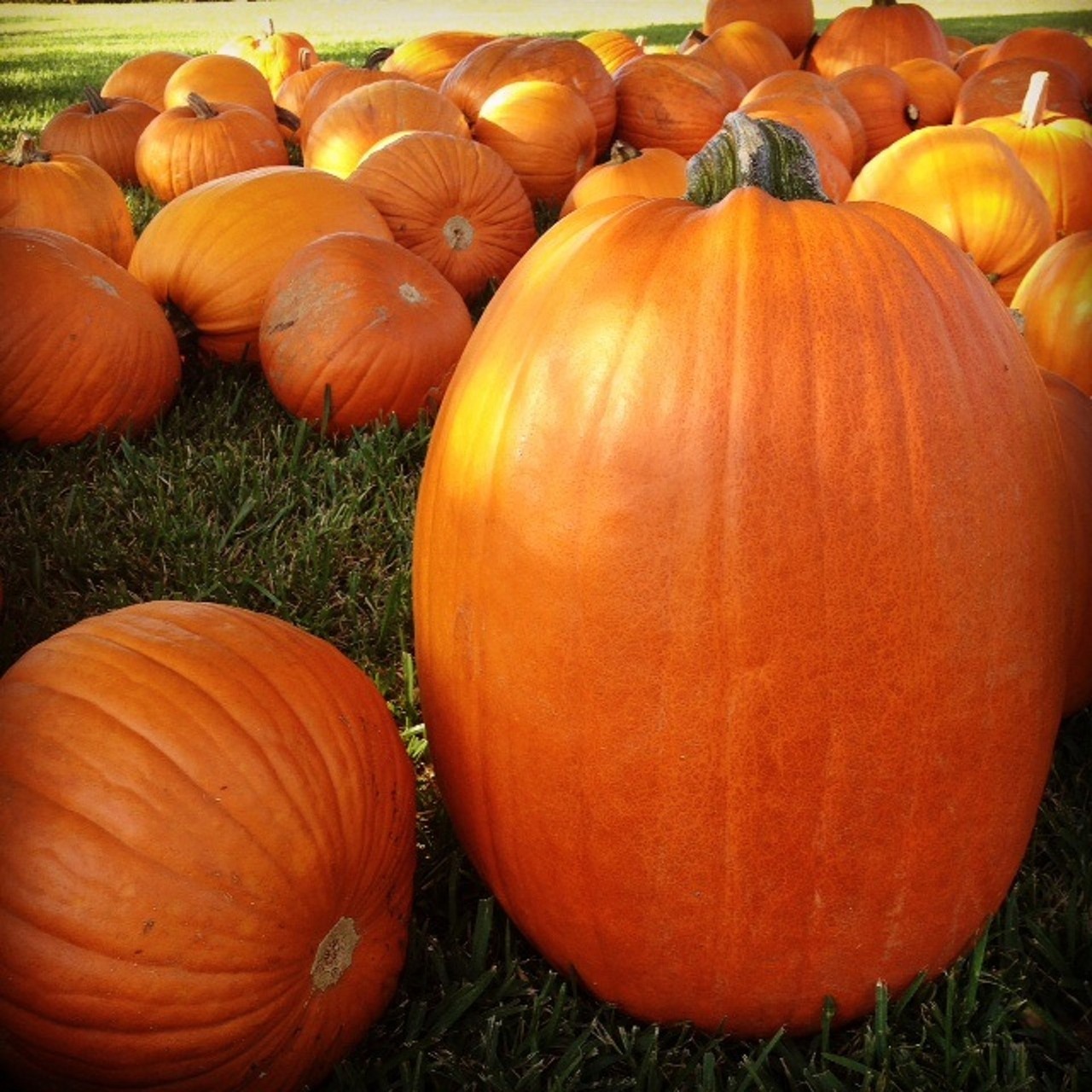 pumpkin patch autumn free photo