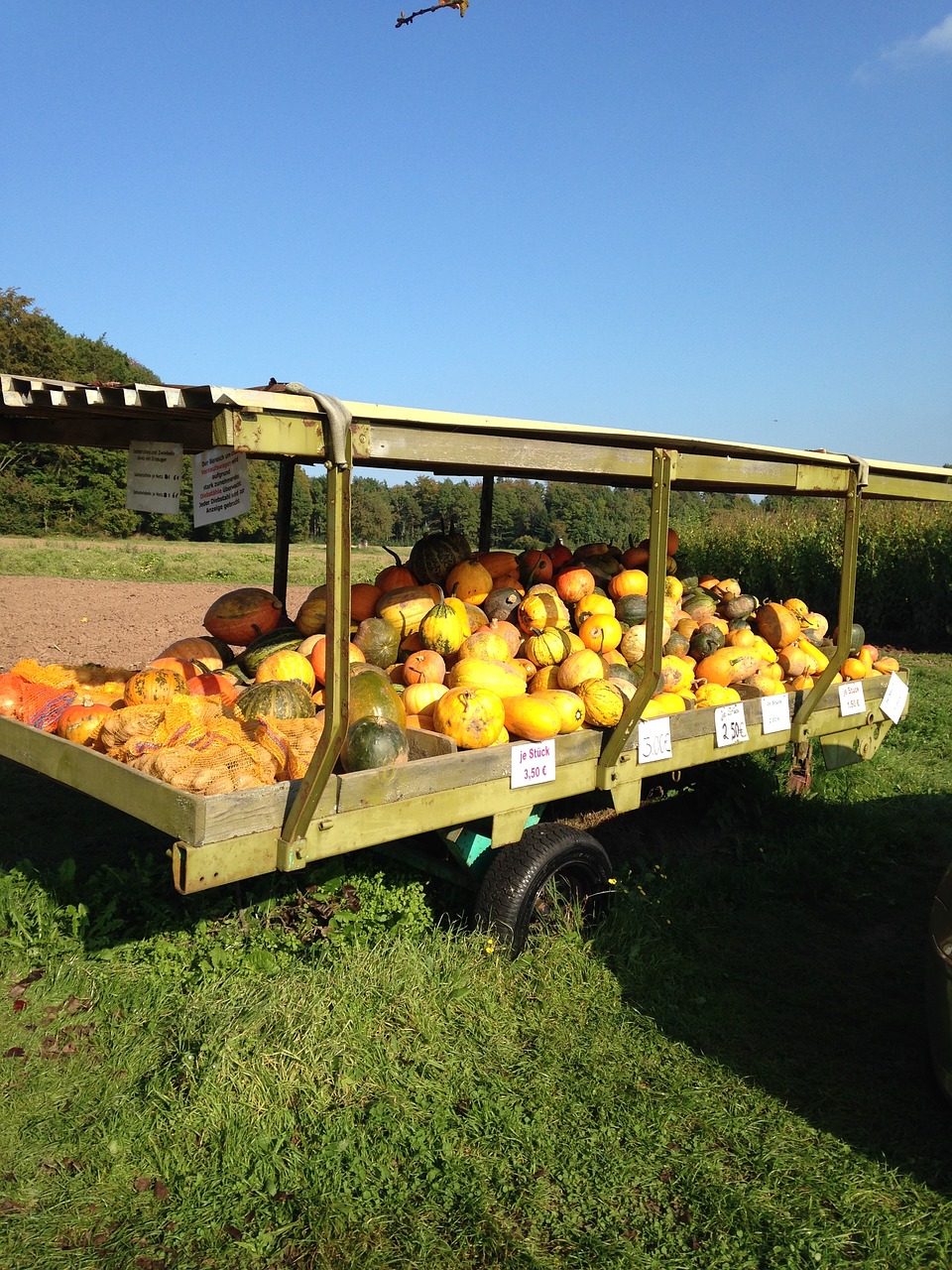 pumpkin sale outside free photo