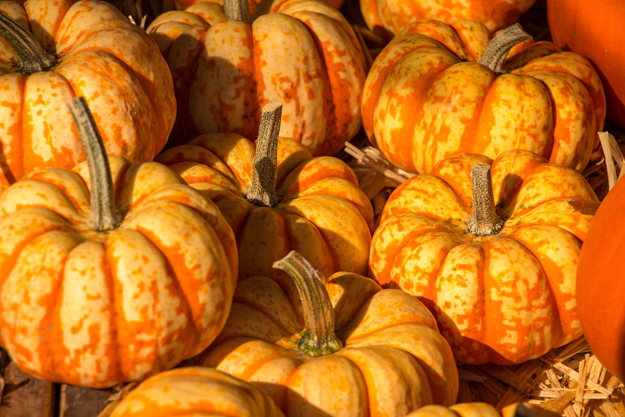 pumpkin autumn halloween free photo