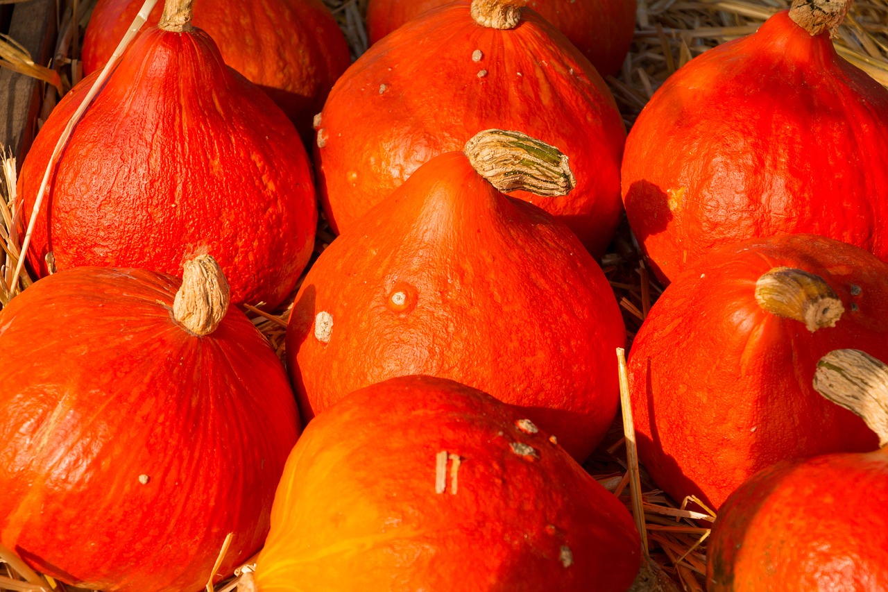 pumpkin autumn halloween free photo