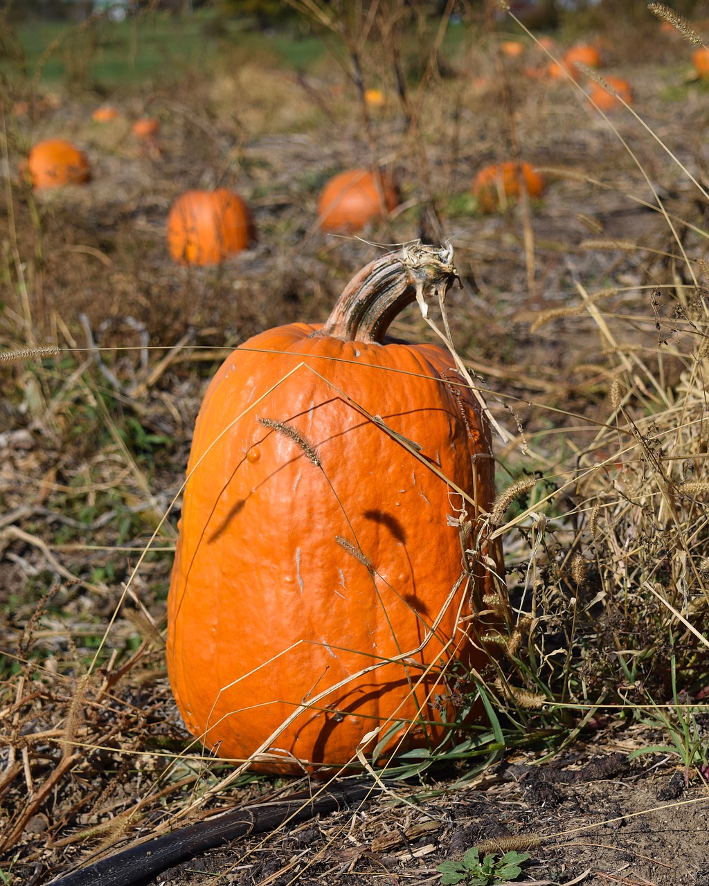 pumpkin pumpkin patch fall free photo