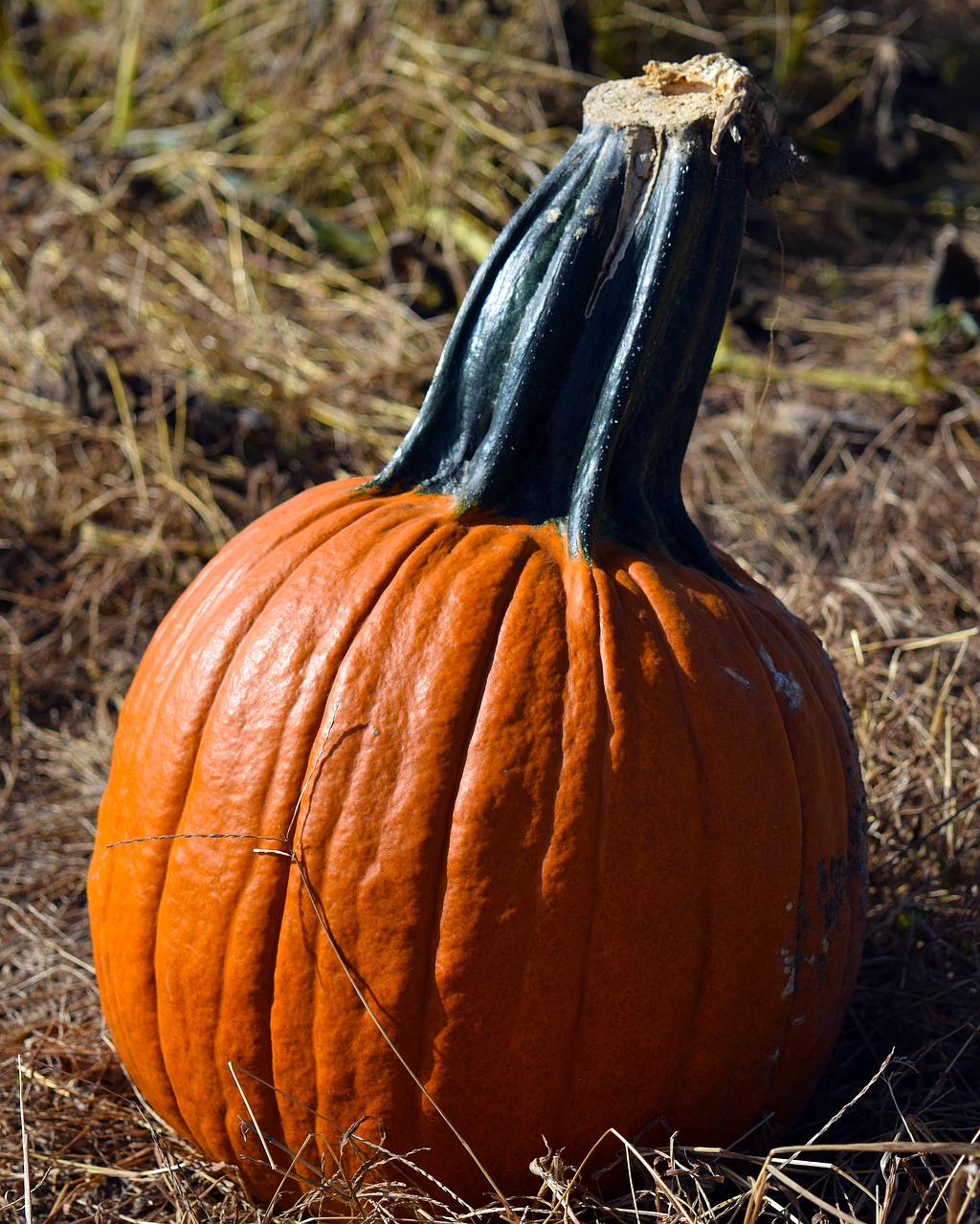 pumpkin pumpkin patch orange free photo