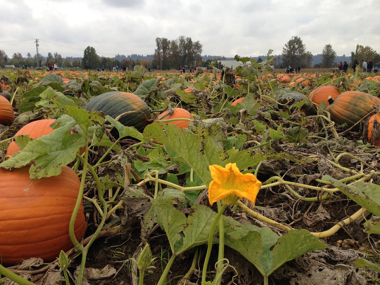 pumpkin autumn halloween free photo