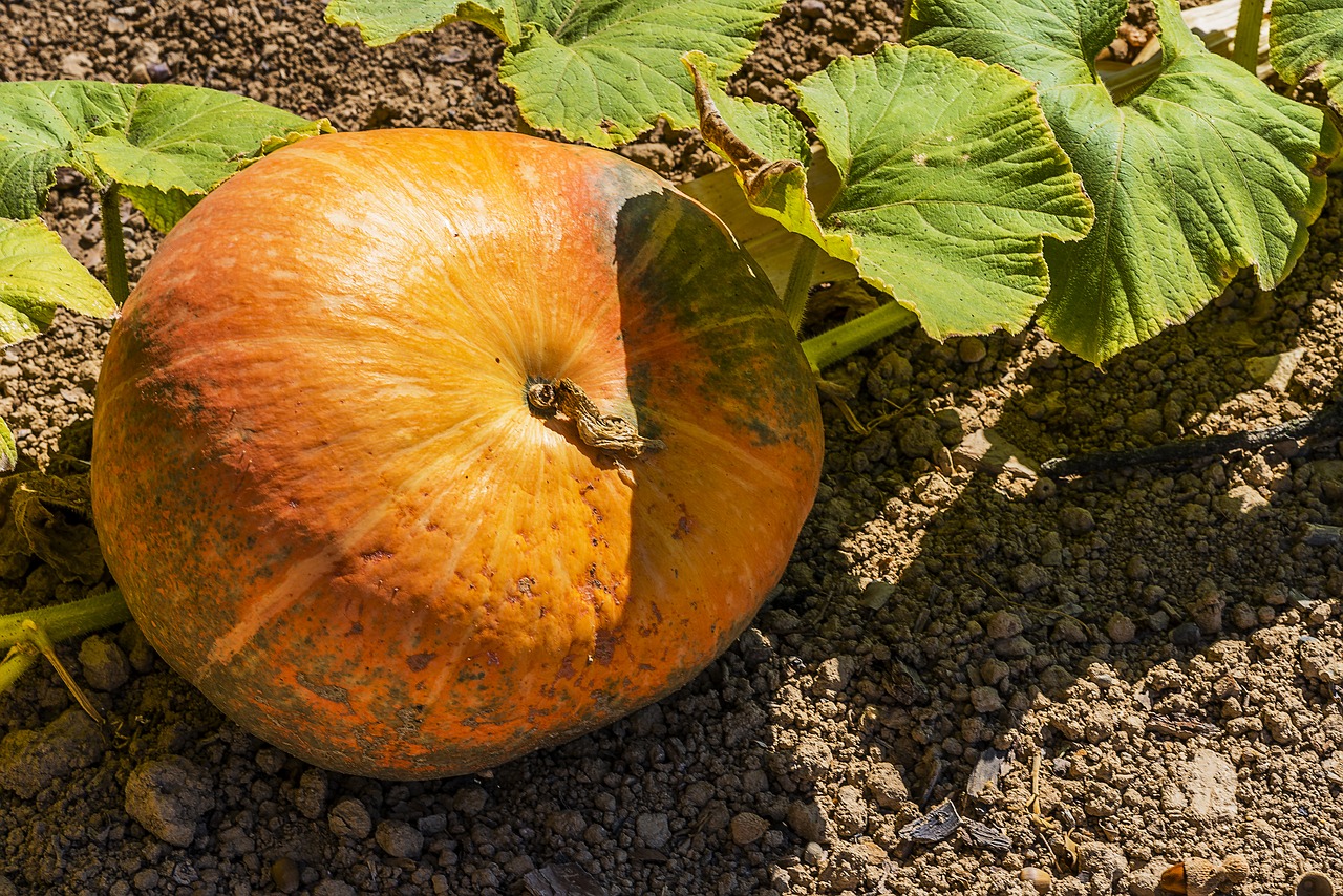 pumpkin decorative green free photo