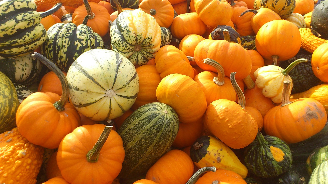 pumpkin pumpkins halol free photo
