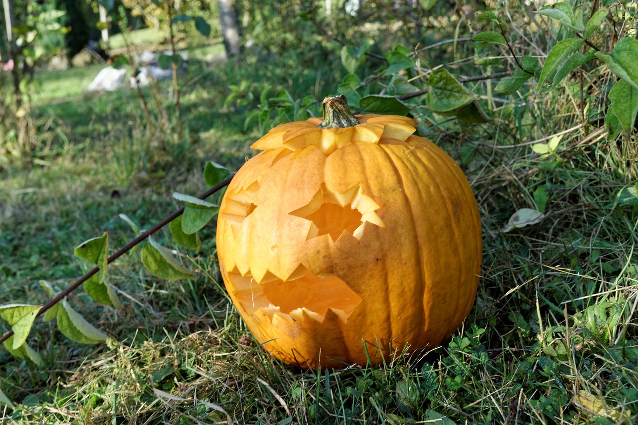 pumpkin halloween nature free photo