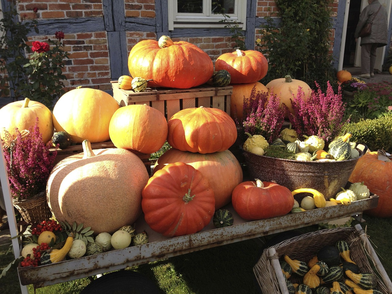 pumpkin halloween pumpkin festival free photo