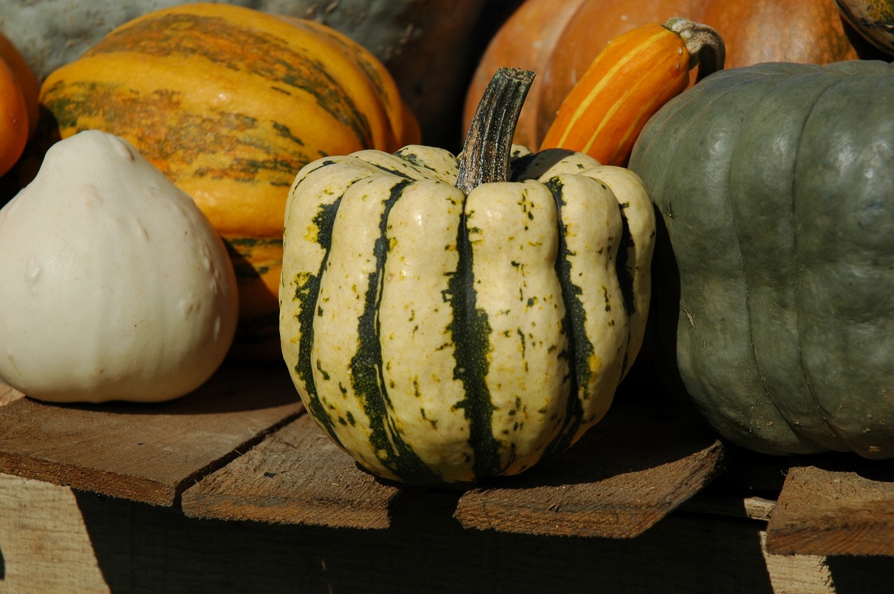 pumpkin autumn gourd free photo