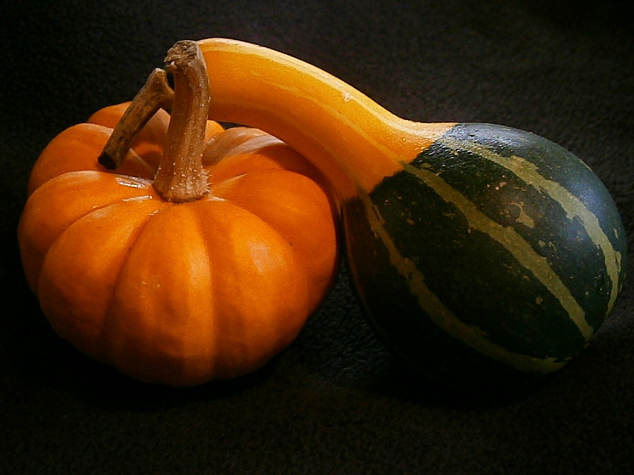 pumpkin gourd mini pumpkins free photo