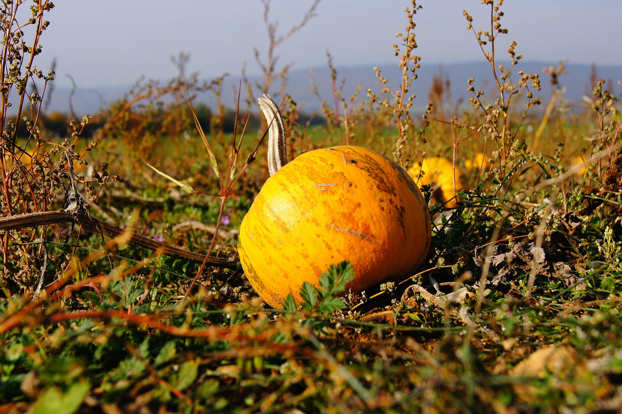 pumpkin autumn halloween free photo