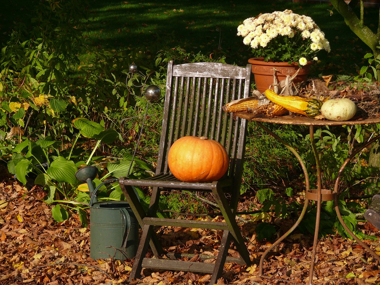 pumpkin leaves colorful free photo