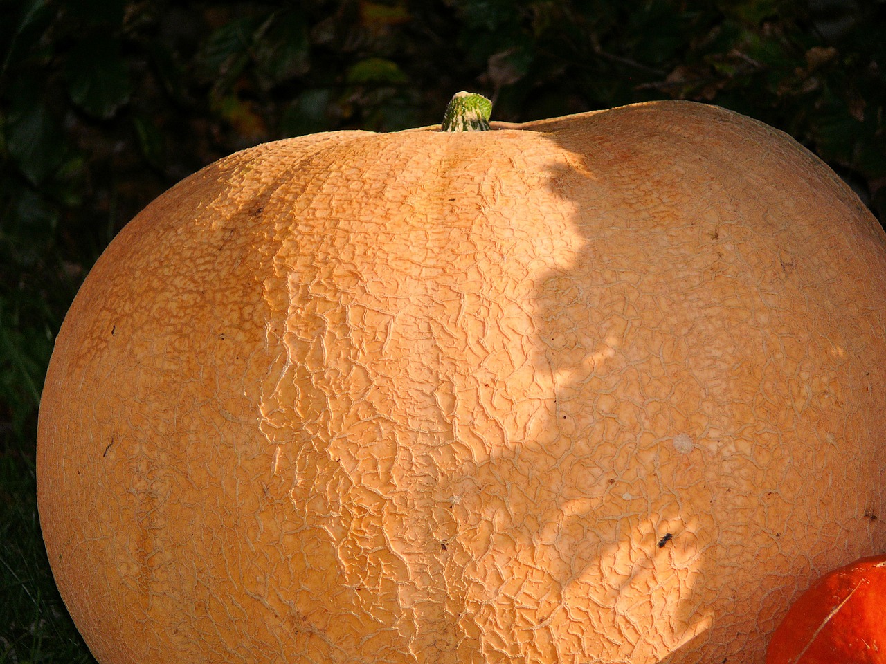 pumpkin colorful orange free photo