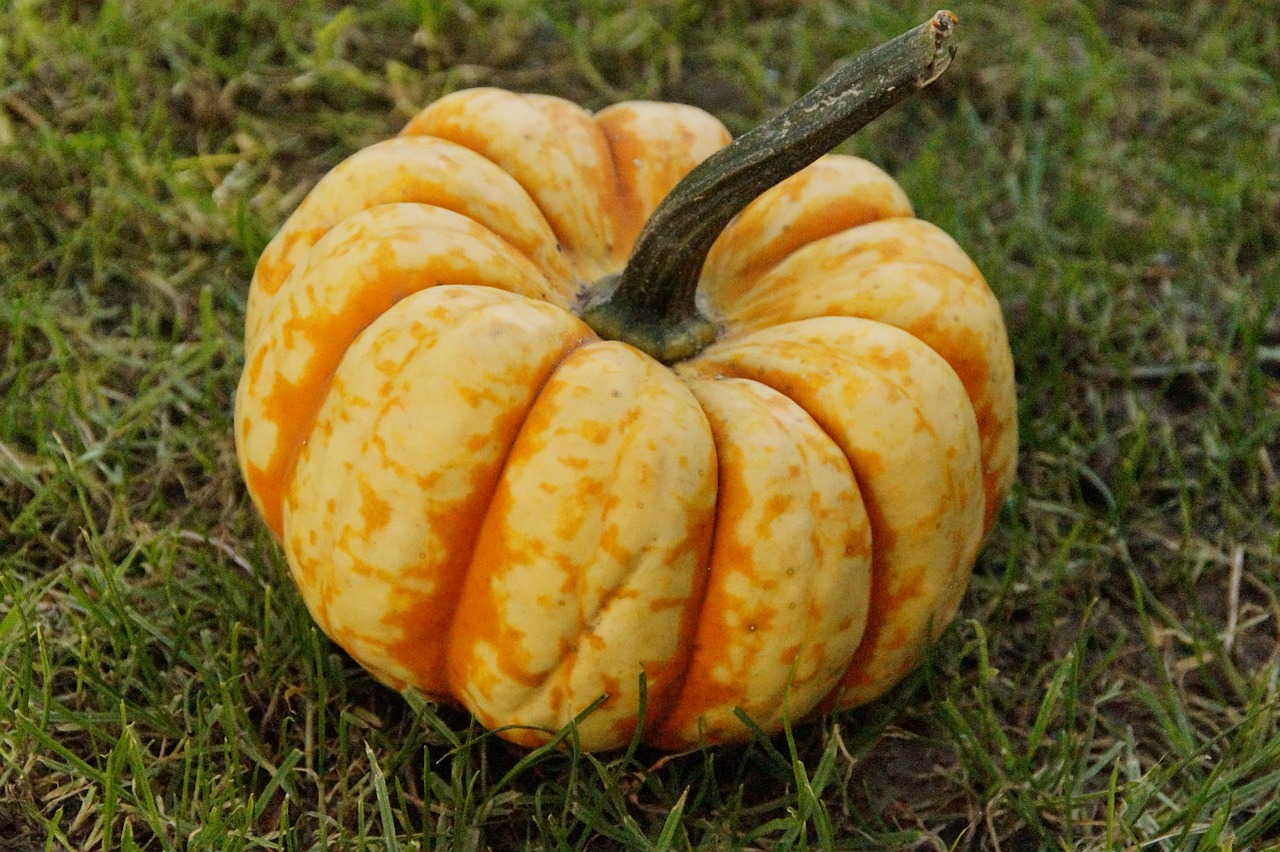 pumpkin gourd autumn free photo