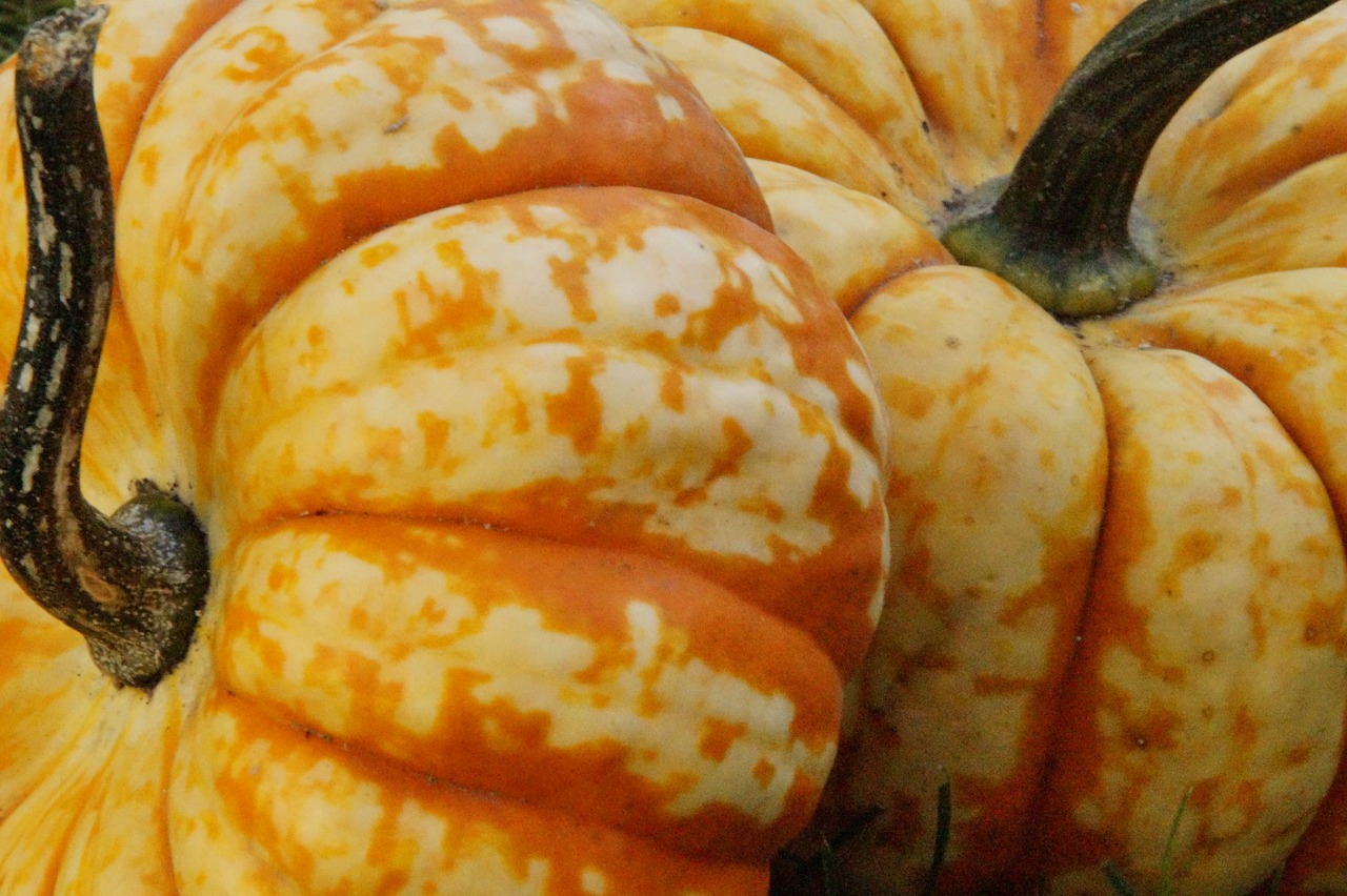 pumpkin gourd autumn free photo