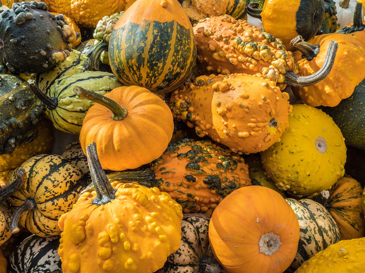 pumpkin autumn gourd free photo