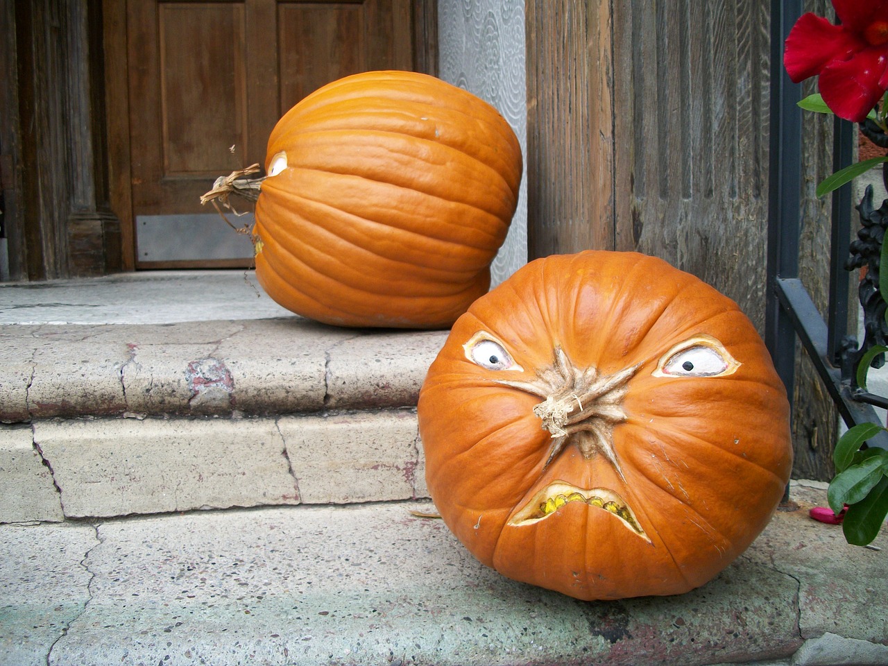 pumpkin orange halloween free photo