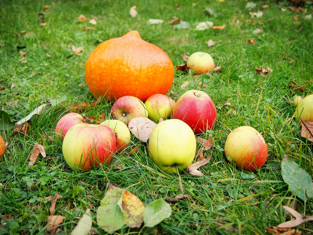 pumpkin apple garden free photo