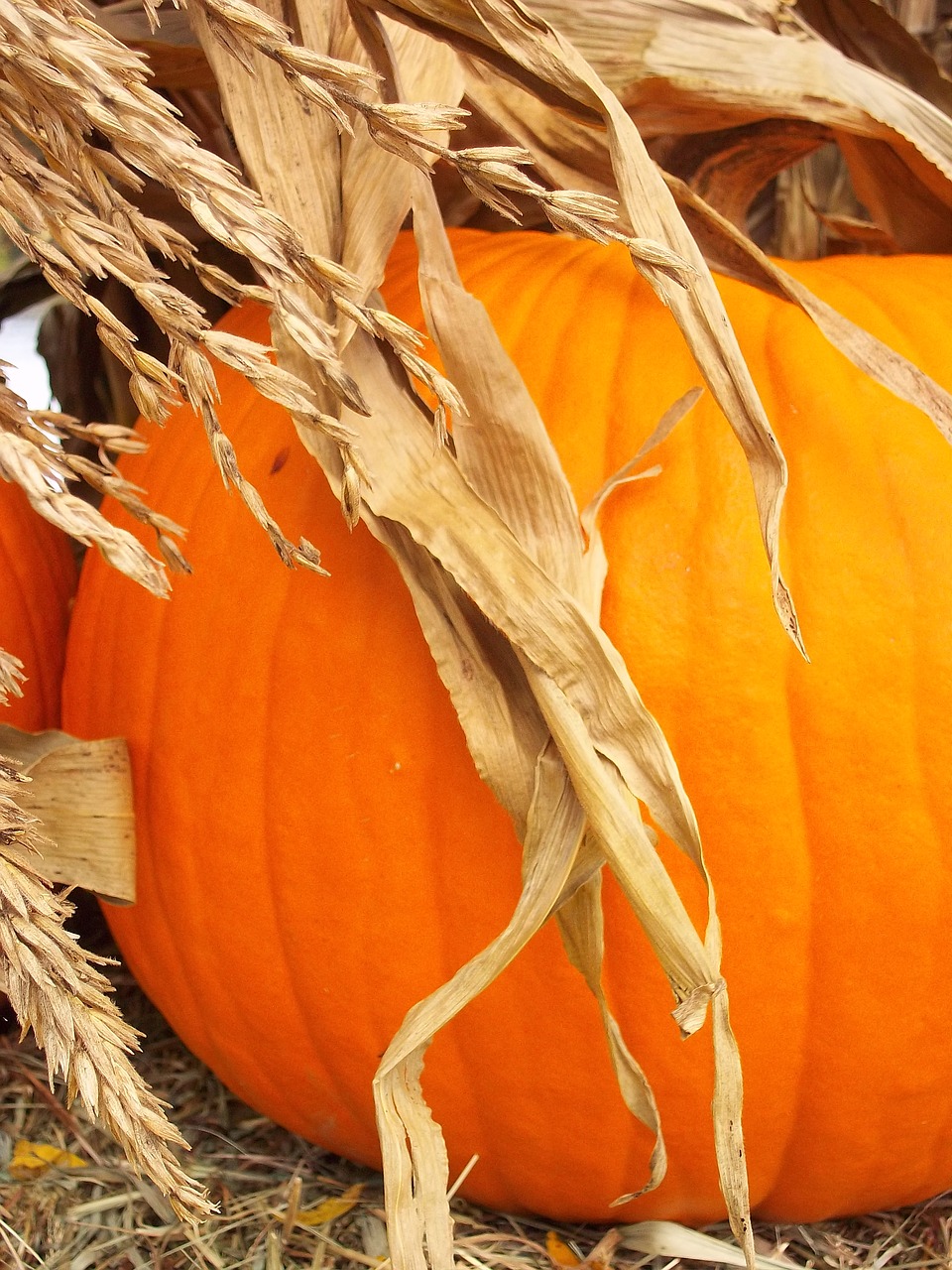 pumpkin harvest fall free photo