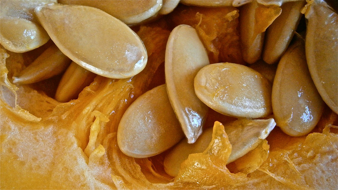 pumpkin fruit seed free photo