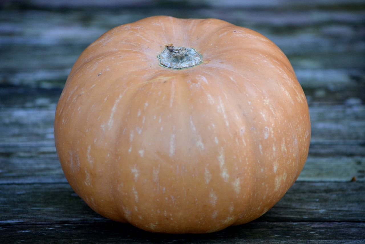 pumpkin autumn orange free photo