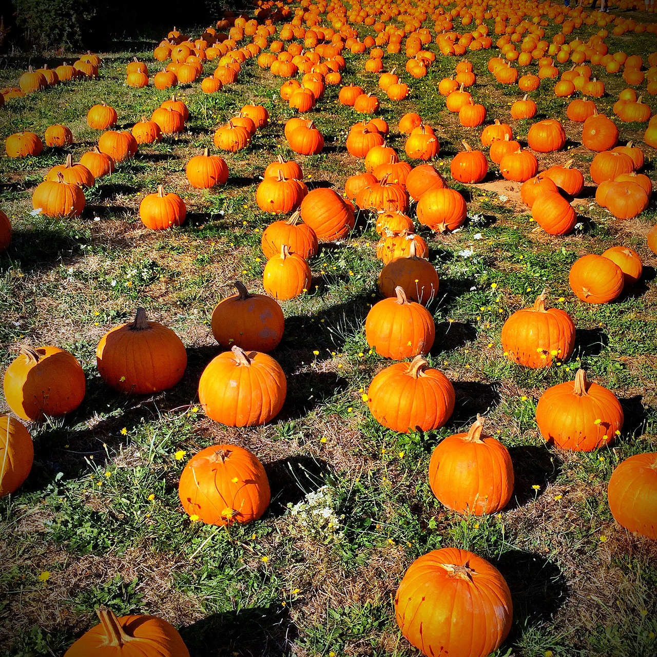 pumpkin orange autumn free photo