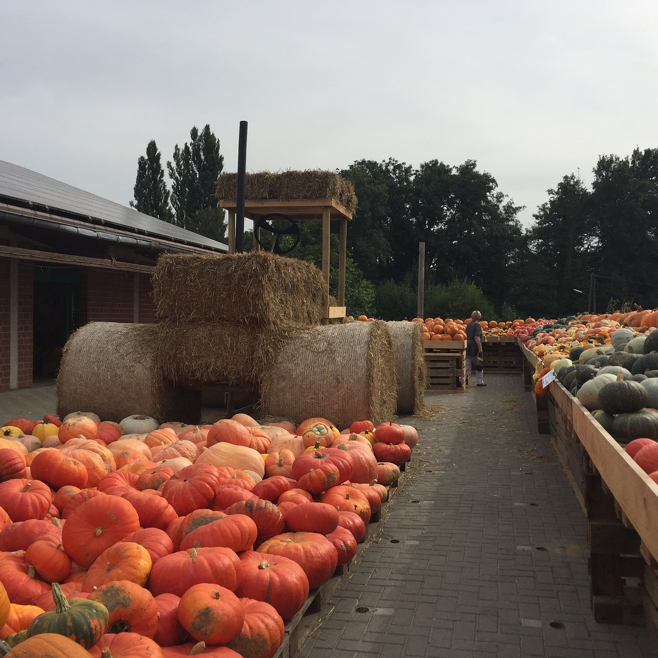 pumpkin autumn time halloween free photo