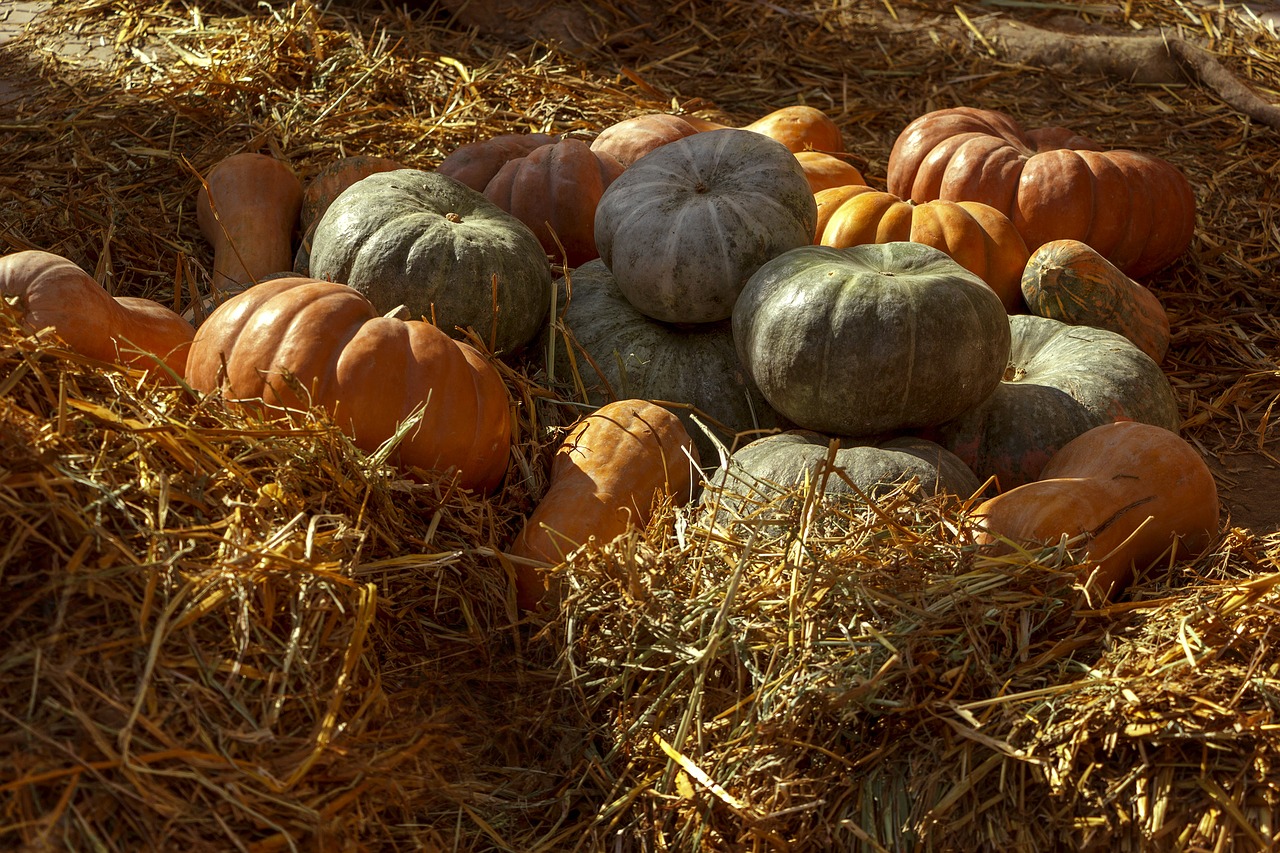 pumpkin vegetables autumn free photo